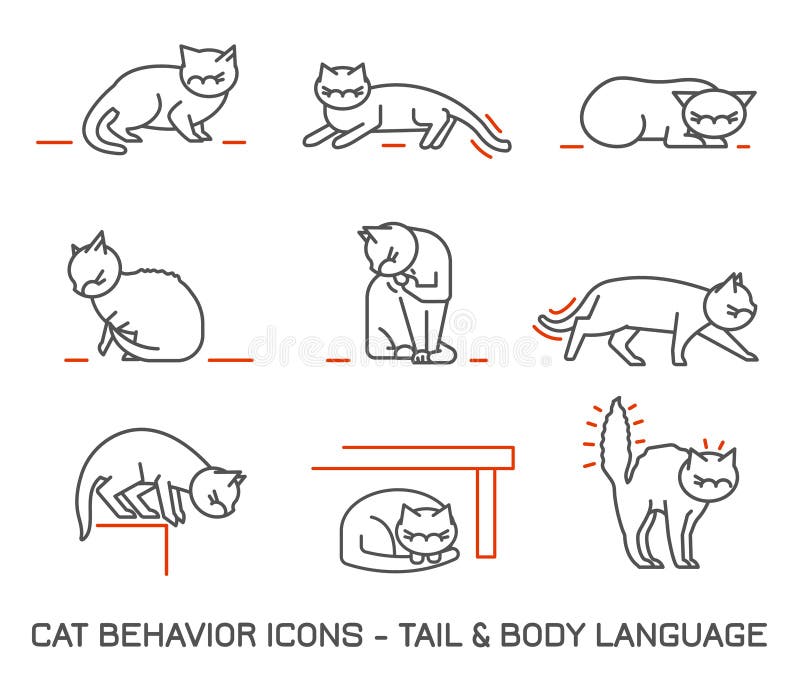 Signaux Craignant De Comportement De Chat Illustration De Vecteur Illustration Du Reaction Pictogramme Signaux Craignant De Comportement De Chat Illustration De Vecteur Illustration Du Reaction Pictogramme