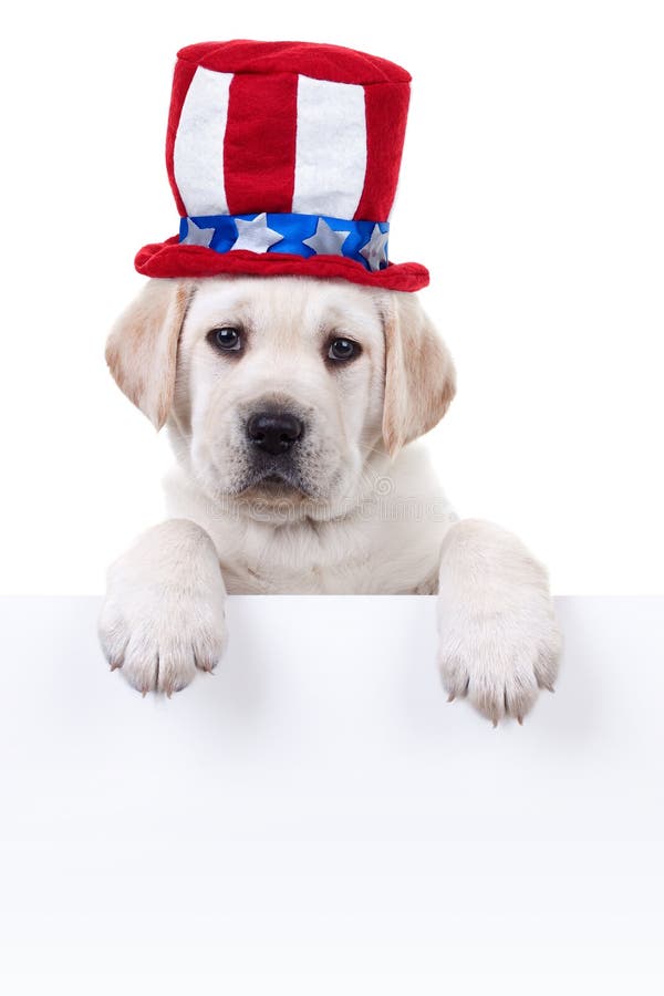 Signe patriotique de chien photo stock Signe patriotique de chien photo stock