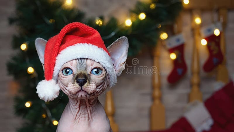 Сфинкс в праздничной шапке