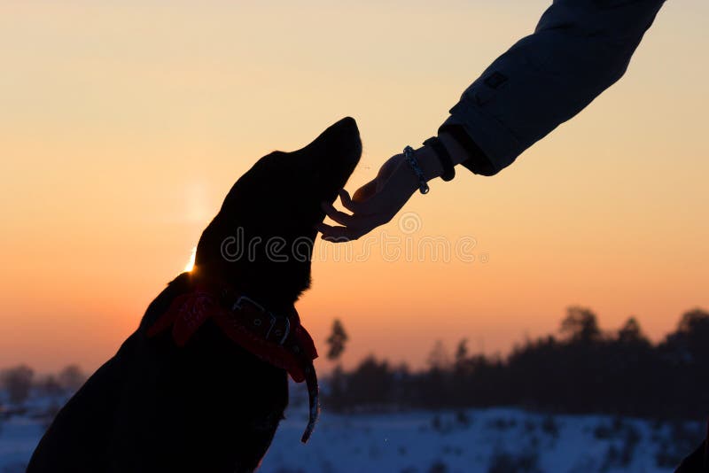 Sihouette of a dog and man hand