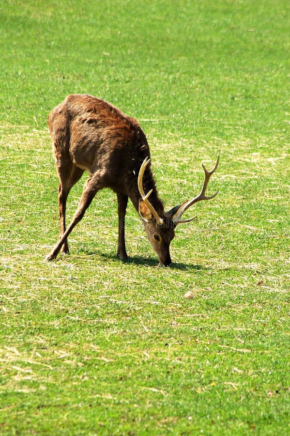 Grazing Sika deer on grass