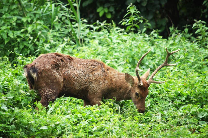 Sika Deer