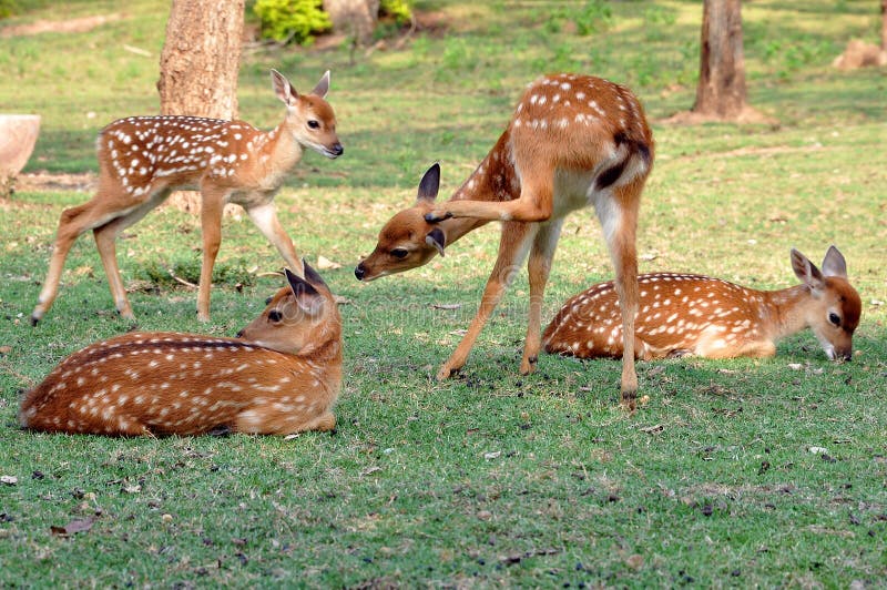 Sika Deer