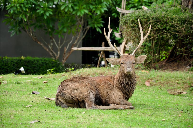 Sika deer