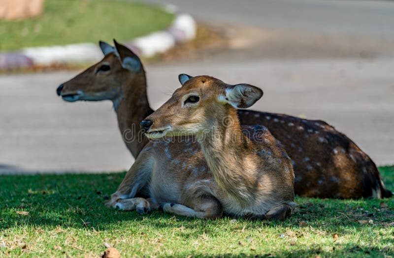 555 Deer Car Park Stock Photos Free & RoyaltyFree Stock Photos from