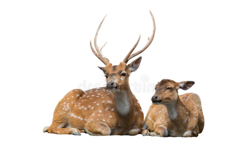 Sika deer family sitting isolated on white.