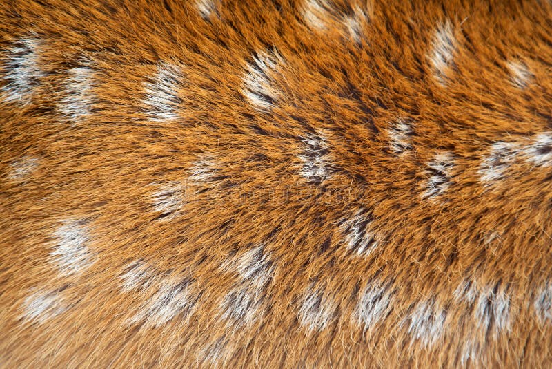 Texture Deer Fur Stock Images Download 454 Royalty Free Photos