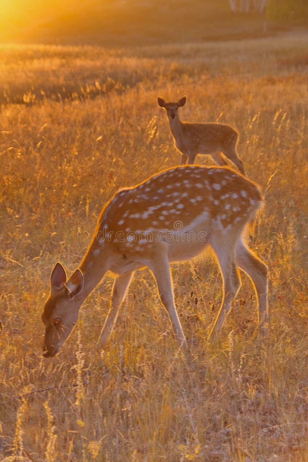 Sika deer