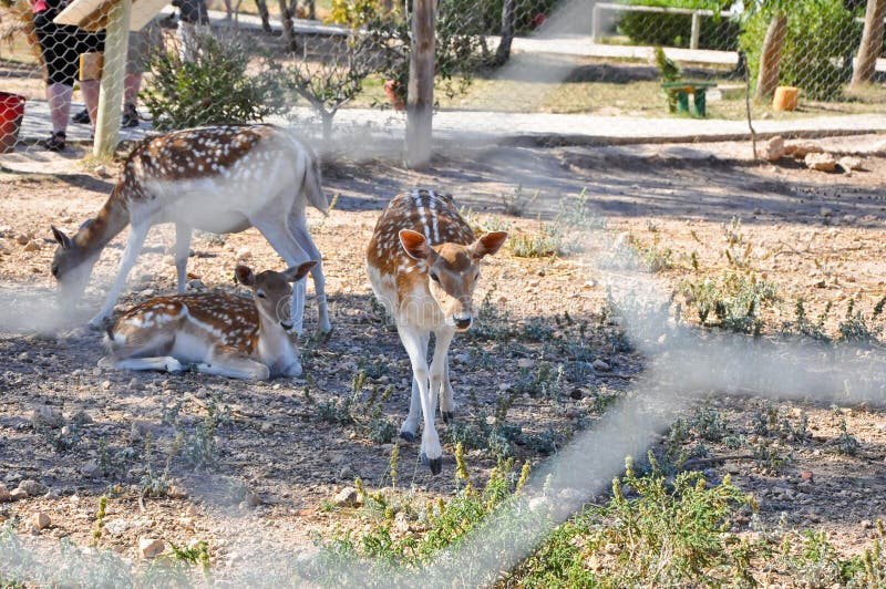 Sika deers in Friguia Animal Park. Hammamet,Tunisia.