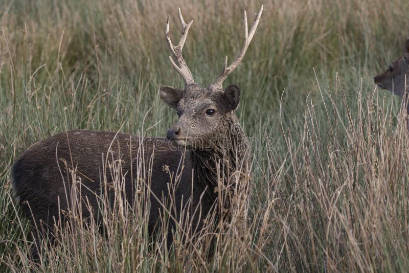 Sika hjortar, fullvuxen hankronhjort, hind, kalvstående medan i långt gräs arkivfoton Sika hjortar, fullvuxen hankronhjort, hind, kalvstående medan i långt gräs arkivfoton