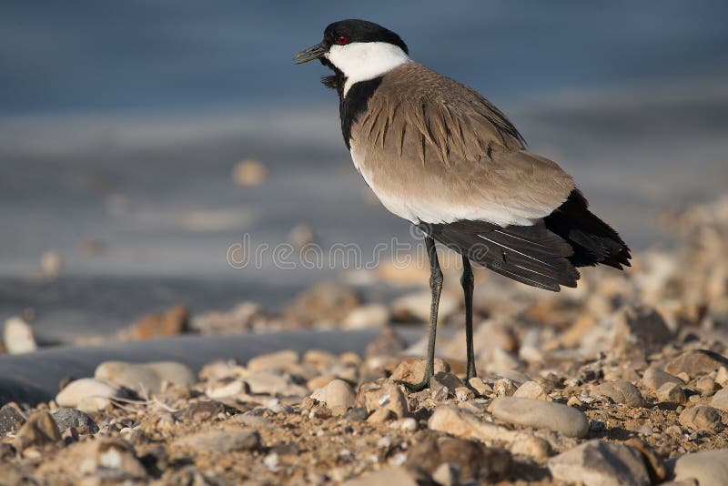 Siksak or Spurwinged Plover Stock Photo Image of plover, raucous