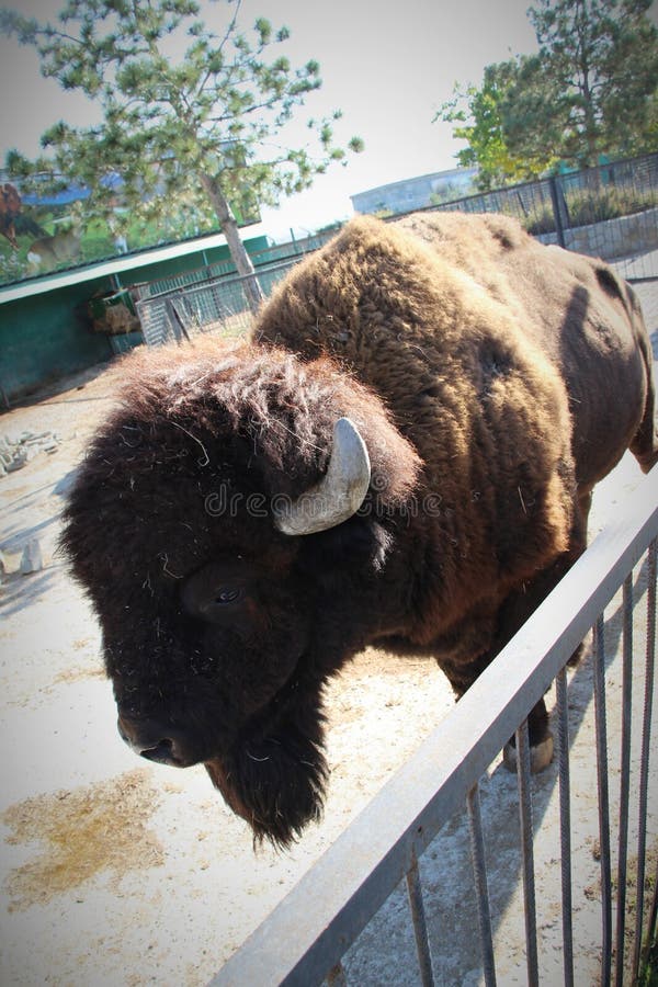 Sikt av en stor amerikansk bison arkivfoto Sikt av en stor amerikansk bison arkivfoto