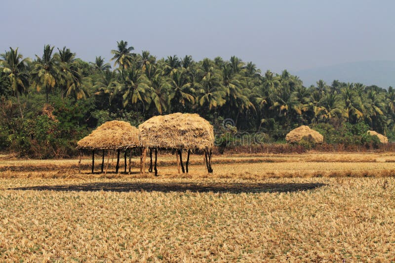 Sikt av kokospalmer och torra fält, Indien arkivbilder Sikt av kokospalmer och torra fält, Indien arkivbilder