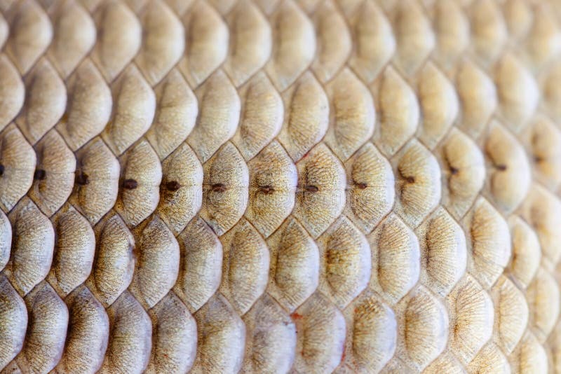Sikt för makro för textur för hud för fiskvåg Geometrisk Carassius för modellfotoCrucian karp som är fjällig med sidolinjen selek royaltyfri foto Sikt för makro för textur för hud för fiskvåg Geometrisk Carassius för modellfotoCrucian karp som är fjällig med sidolinjen selek royaltyfri foto