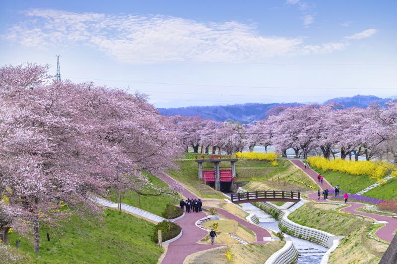 Sikten av den Cherry Blossom eller Hitome Senbon Sakura festivalen på den Shiroishi flodstranden, den Funaoka slotten fördärvar p royaltyfria bilder Sikten av den Cherry Blossom eller Hitome Senbon Sakura festivalen på den Shiroishi flodstranden, den Funaoka slotten fördärvar p royaltyfria bilder
