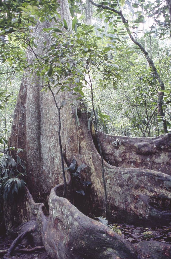 Sikten av den stöttade tropiska djungeln med det mest högväxta trädet och rotar i den Henri Pittier National Park Venezuela Gyran royaltyfria foton Sikten av den stöttade tropiska djungeln med det mest högväxta trädet och rotar i den Henri Pittier National Park Venezuela Gyran royaltyfria foton