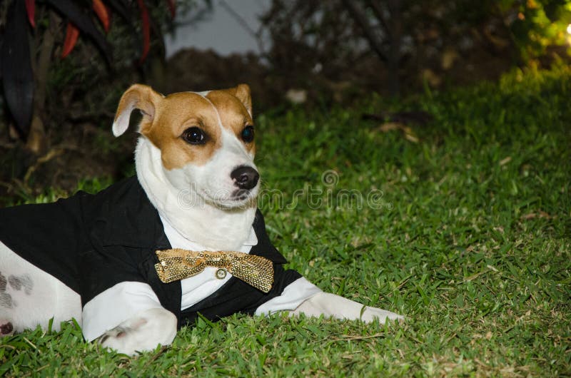 Sila den russell hunden som smartly kläs, hunden med bandet royaltyfria foton Sila den russell hunden som smartly kläs, hunden med bandet royaltyfria foton