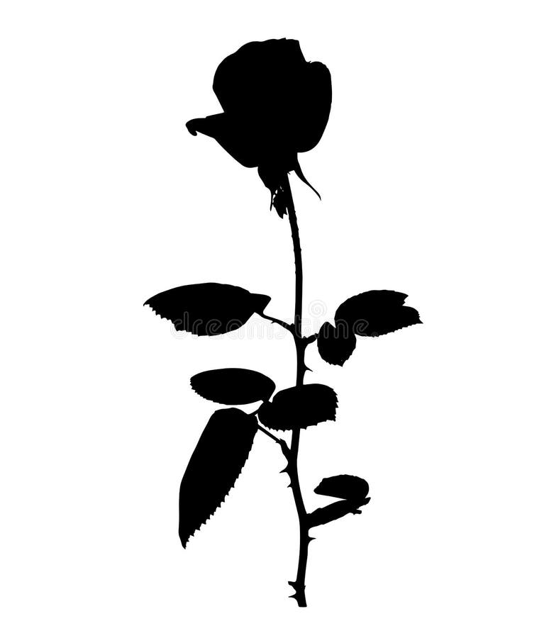 Silane White Hermosa Y Rosas Negras Aislado En El Fondo Blanco Ilustración  Del Vector Ilustración del Vector - Ilustración de aniversario, floral:  128760219