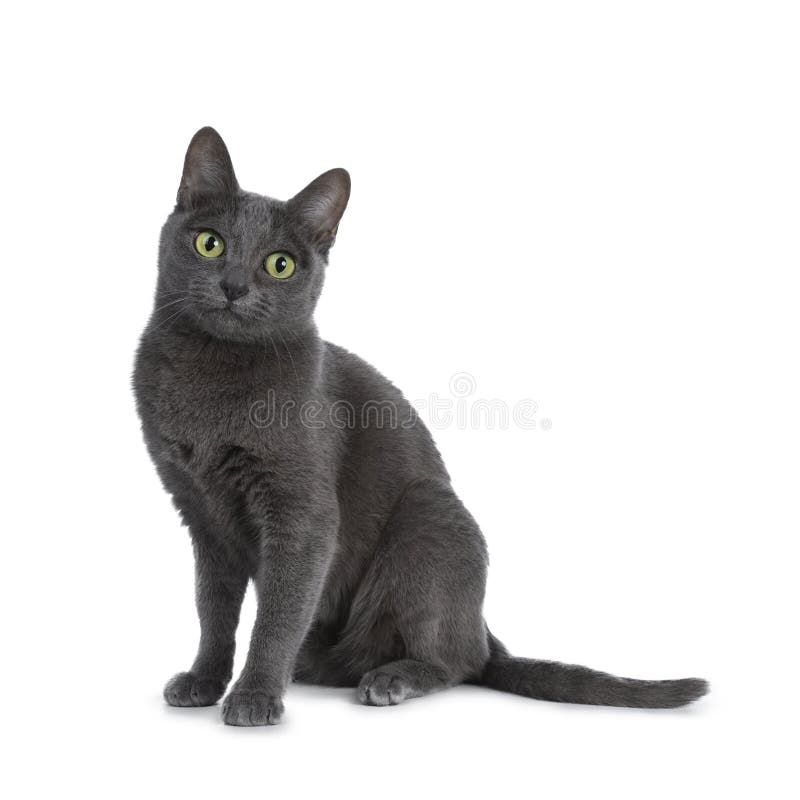 Silber spitzte blaue Erwachsener Korat-Katze, lokalisiert auf weißem Hintergrund lizenzfreie stockfotos Silber spitzte blaue Erwachsener Korat-Katze, lokalisiert auf weißem Hintergrund lizenzfreie stockfotos