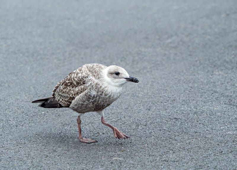Silbermöwe-jugendliches Bitten um Nahrung stockfotos Silbermöwe-jugendliches Bitten um Nahrung stockfotos