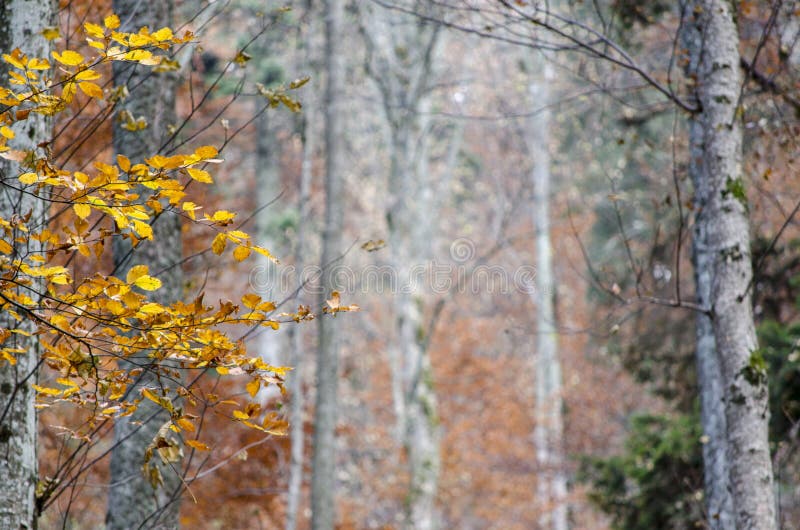 Silberne Bäume im Herbst, mit blured Hintergrund in der Mitte stockbild Silberne Bäume im Herbst, mit blured Hintergrund in der Mitte stockbild