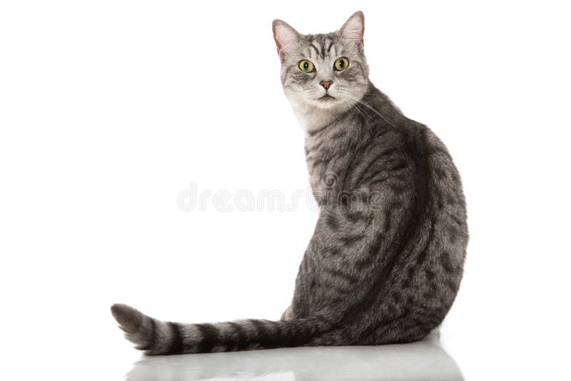 Silberne Katze der getigerten Katze, die auf einem weißen Hintergrund sitzt lizenzfreie stockbilder Silberne Katze der getigerten Katze, die auf einem weißen Hintergrund sitzt lizenzfreie stockbilder