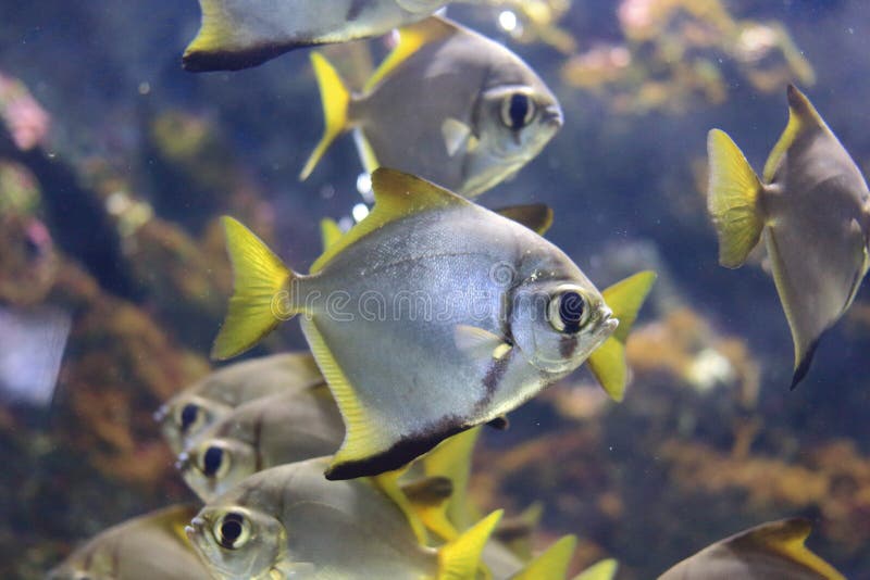 Silberne oder weiße Butterfische stockfotografie Silberne oder weiße Butterfische stockfotografie