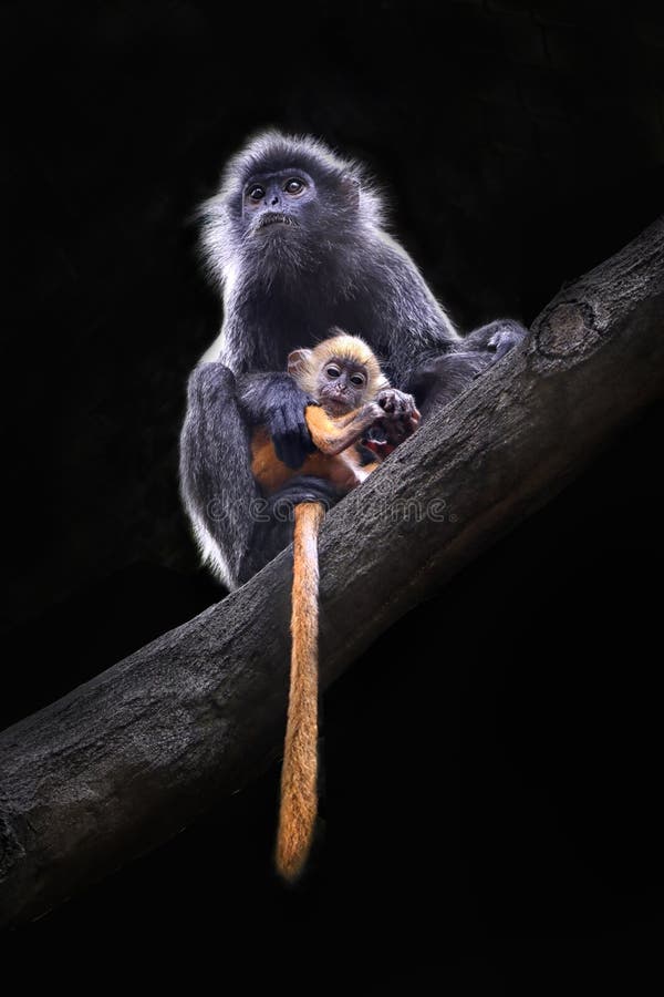 Silberner Langur Kalimantan Und Ihr Baby Stockfoto Bild Von Leben Indonesien 150186522