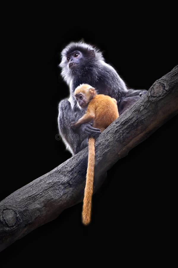 Silberner Langur Kalimantan Und Ihr Baby Stockfoto Bild Von Leben Indonesien 150186670