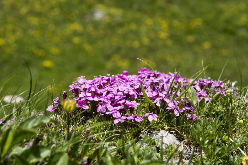 The alpine plant Silene acaulis