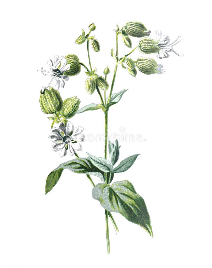 Silene vulgaris, the bladder campion, or maidenstears orBladder campion, also called maidenstears flower. Antique hand drawn field