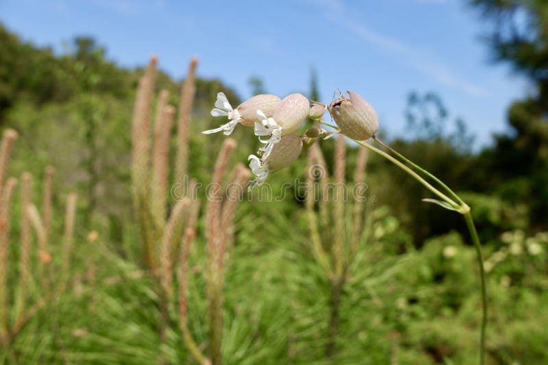 Silene vulgaris, the bladder campion or maidenstears, is a plant species of the genus Silene of the family Caryophyllaceae. It is native to Europe, temperate Asia, and northern Africa. Silene vulgaris, the bladder campion or maidenstears, is a plant species of the genus Silene of the family Caryophyllaceae. It is native to Europe, temperate Asia, and northern Africa.