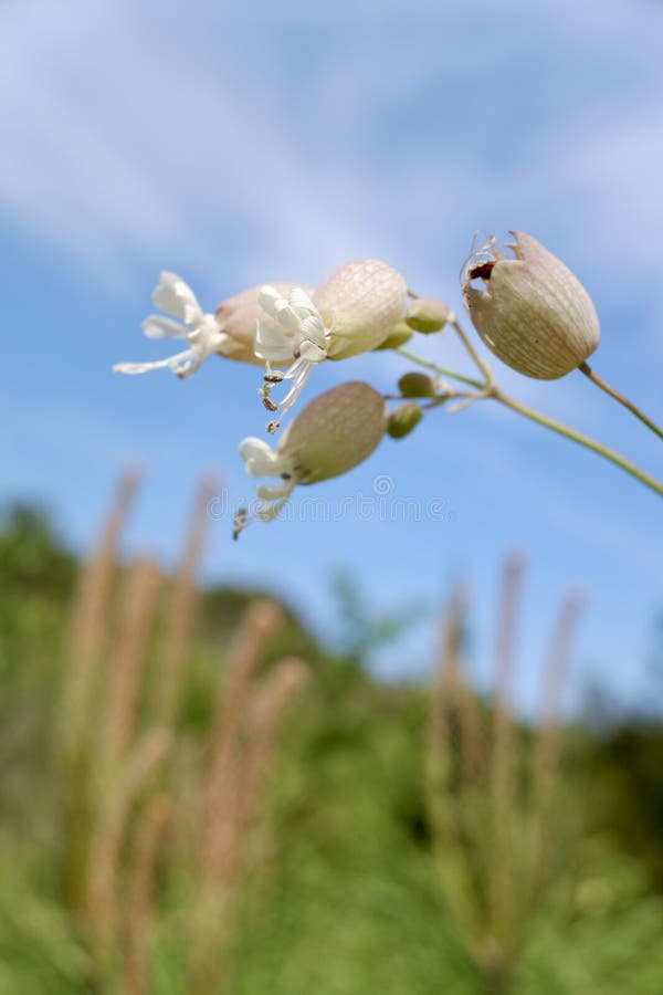 Silene vulgaris, the bladder campion or maidenstears, is a plant species of the genus Silene of the family Caryophyllaceae. It is native to Europe, temperate Asia, and northern Africa. Silene vulgaris, the bladder campion or maidenstears, is a plant species of the genus Silene of the family Caryophyllaceae. It is native to Europe, temperate Asia, and northern Africa.