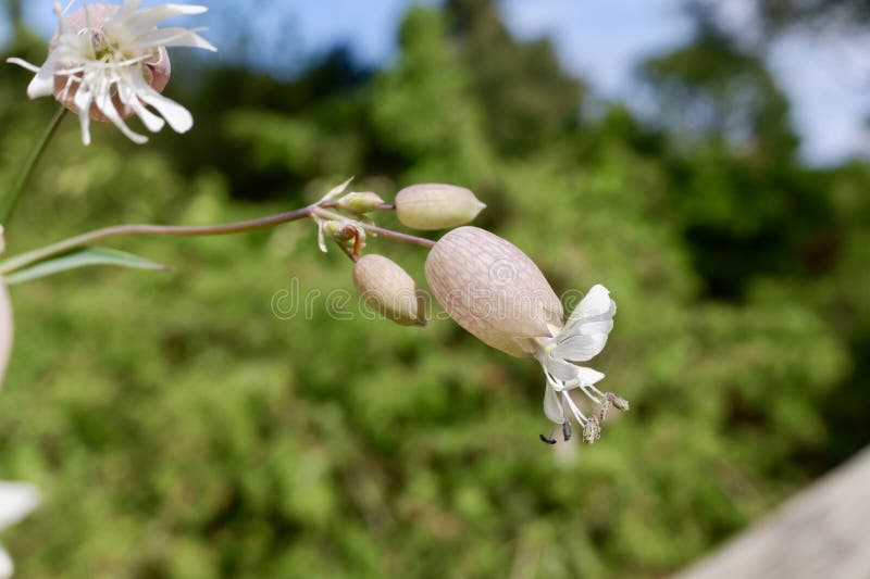 Silene vulgaris, the bladder campion or maidenstears, is a plant species of the genus Silene of the family Caryophyllaceae. It is native to Europe, temperate Asia, and northern Africa. Silene vulgaris, the bladder campion or maidenstears, is a plant species of the genus Silene of the family Caryophyllaceae. It is native to Europe, temperate Asia, and northern Africa.