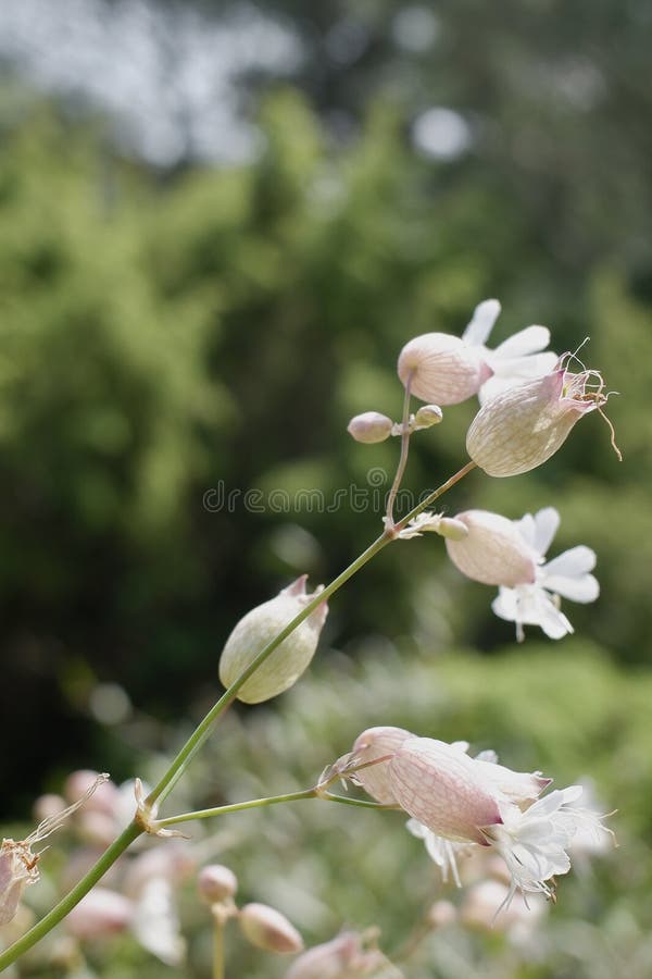 Silene vulgaris, the bladder campion or maidenstears, is a plant species of the genus Silene of the family Caryophyllaceae. It is native to Europe, temperate Asia, and northern Africa. Silene vulgaris, the bladder campion or maidenstears, is a plant species of the genus Silene of the family Caryophyllaceae. It is native to Europe, temperate Asia, and northern Africa.