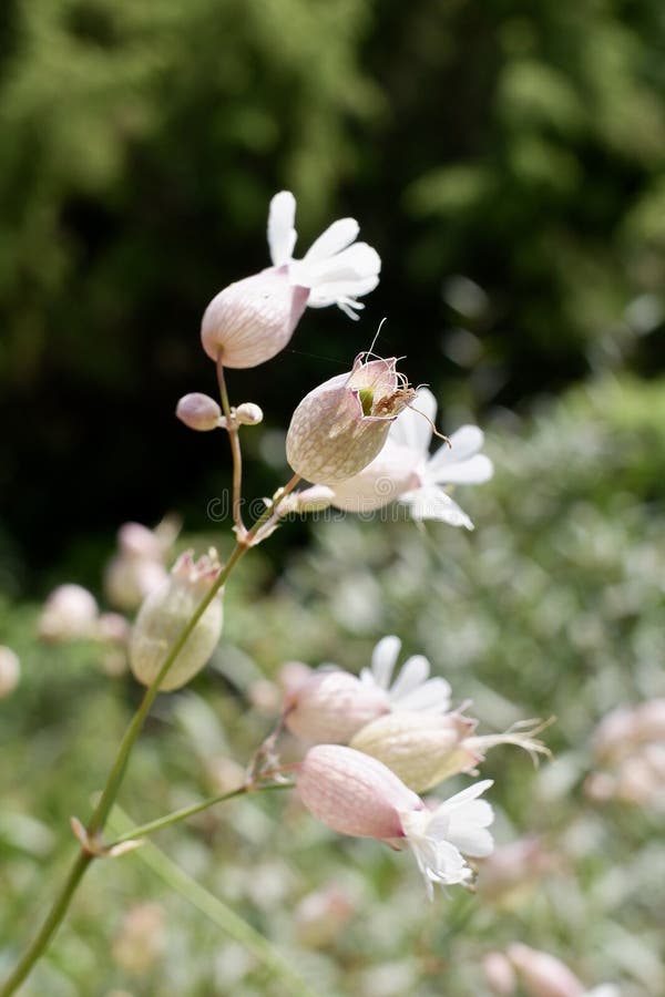 Silene vulgaris, the bladder campion or maidenstears, is a plant species of the genus Silene of the family Caryophyllaceae. It is native to Europe, temperate Asia, and northern Africa. Silene vulgaris, the bladder campion or maidenstears, is a plant species of the genus Silene of the family Caryophyllaceae. It is native to Europe, temperate Asia, and northern Africa.