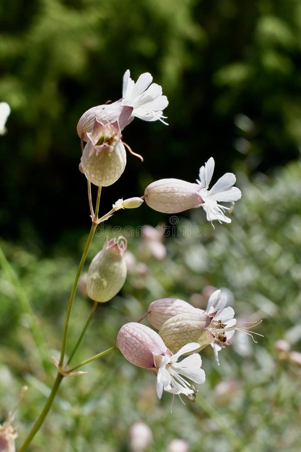 Silene vulgaris, the bladder campion or maidenstears, is a plant species of the genus Silene of the family Caryophyllaceae. It is native to Europe, temperate Asia, and northern Africa. Silene vulgaris, the bladder campion or maidenstears, is a plant species of the genus Silene of the family Caryophyllaceae. It is native to Europe, temperate Asia, and northern Africa.