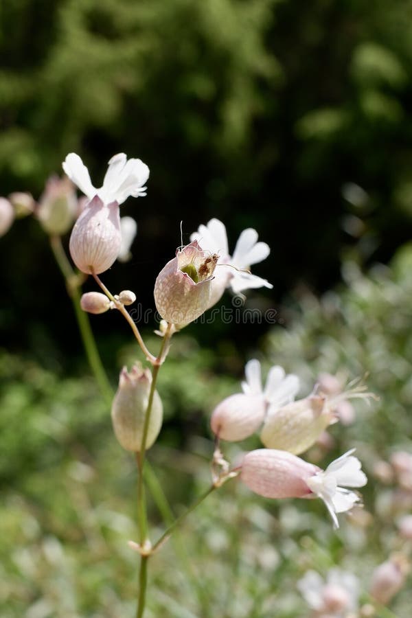 Silene vulgaris, the bladder campion or maidenstears, is a plant species of the genus Silene of the family Caryophyllaceae. It is native to Europe, temperate Asia, and northern Africa. Silene vulgaris, the bladder campion or maidenstears, is a plant species of the genus Silene of the family Caryophyllaceae. It is native to Europe, temperate Asia, and northern Africa.