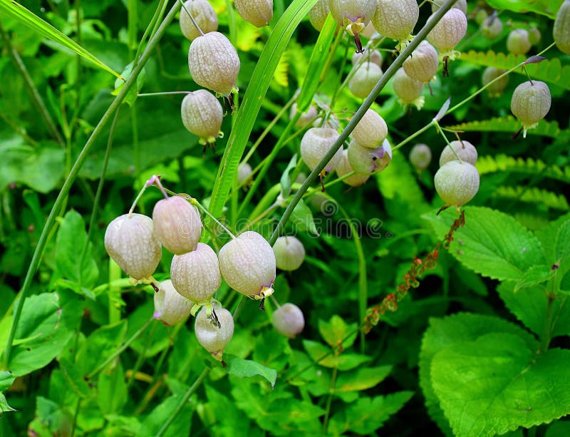 Silene Vulgaris (Bladder Campion) at Valley of Flowers National Park, Uttarakhand, India