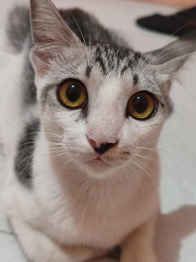 Silent cat stock photo. Image of silent, white, blacknwhite 262486238