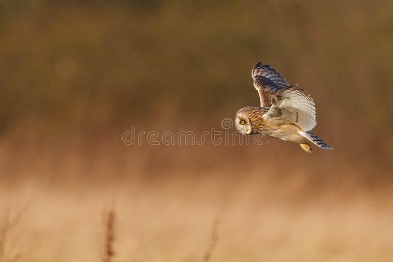 Silent hunter, short eared owl