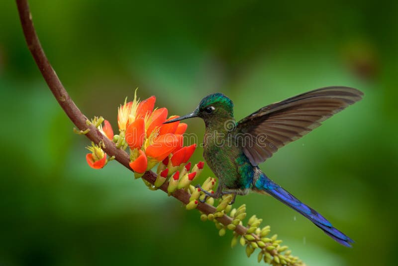 Silfide a coda lunga, kingi di Aglaiocercus, colibrì raro dalla Colombia, volo gree-blu dell'uccello accanto al bello fiore aranc