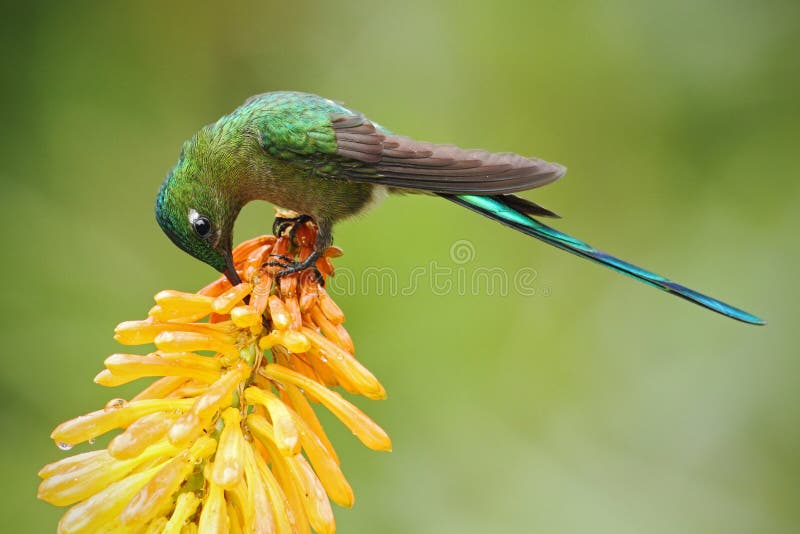 Silfo de cola larga del colibrí que come el néctar de la flor amarilla hermosa del strelicia en Ecuador foto de archivo libre de regalías Silfo de cola larga del colibrí que come el néctar de la flor amarilla hermosa del strelicia en Ecuador foto de archivo libre de regalías