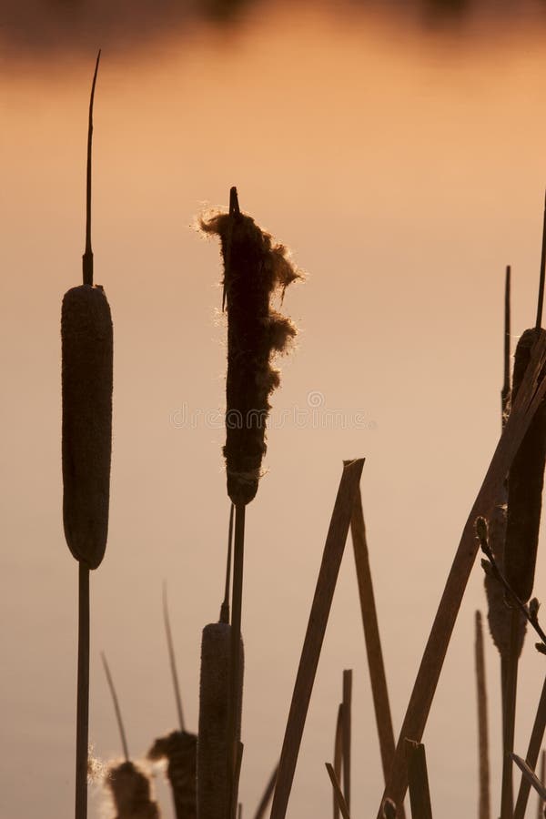 Silhouet van Cattails royalty-vrije stock afbeelding Silhouet van Cattails royalty-vrije stock afbeelding