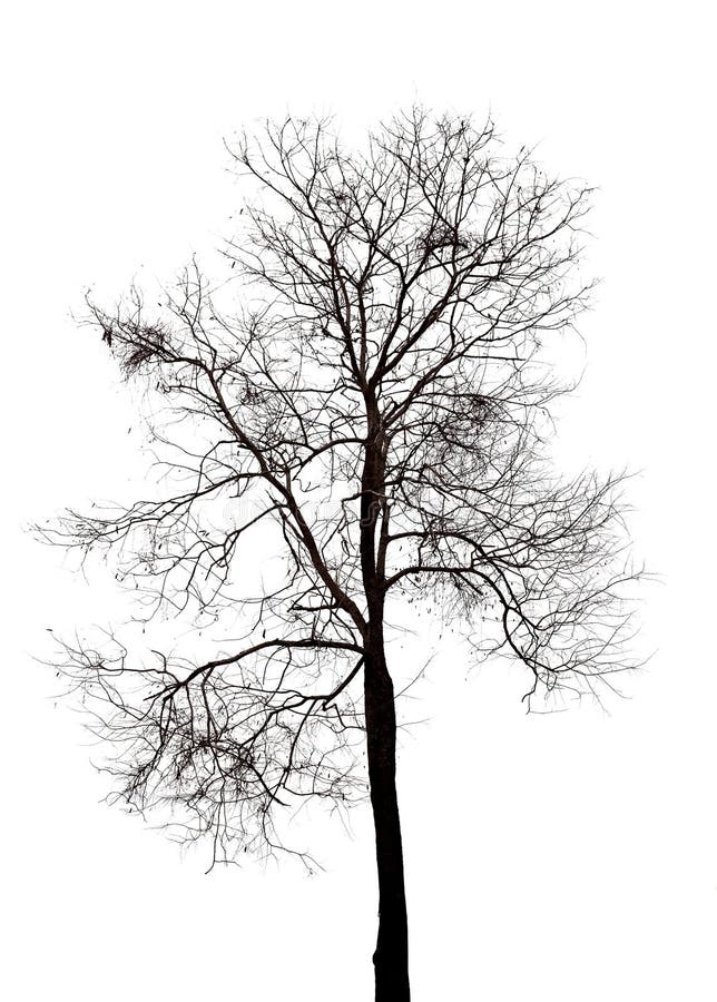 Silhouet van dode boom stock foto Silhouet van dode boom stock foto
