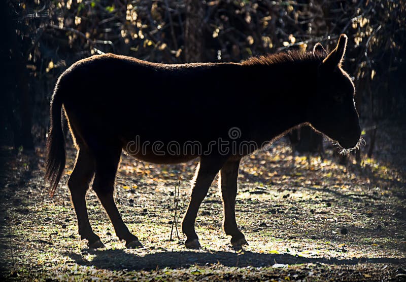 silhouet van een ezel of een ezel, Equus-africanusasinus, tegen de Herfst su stock afbeelding silhouet van een ezel of een ezel, Equus-africanusasinus, tegen de Herfst su stock afbeelding