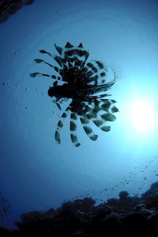 Silhouet van een lionfish stock fotografie Silhouet van een lionfish stock fotografie