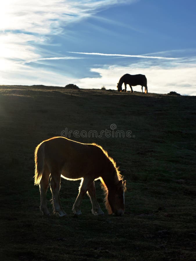 Silhouet van paarden bij zonsondergang royalty-vrije stock afbeelding Silhouet van paarden bij zonsondergang royalty-vrije stock afbeelding