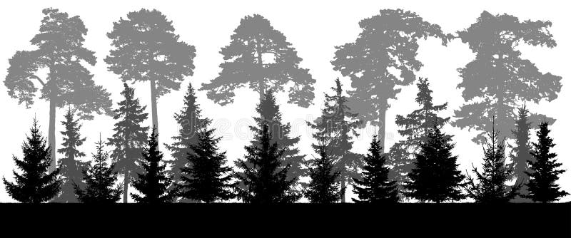 Silhouet van pijnboom en naald boslandschap, panorama