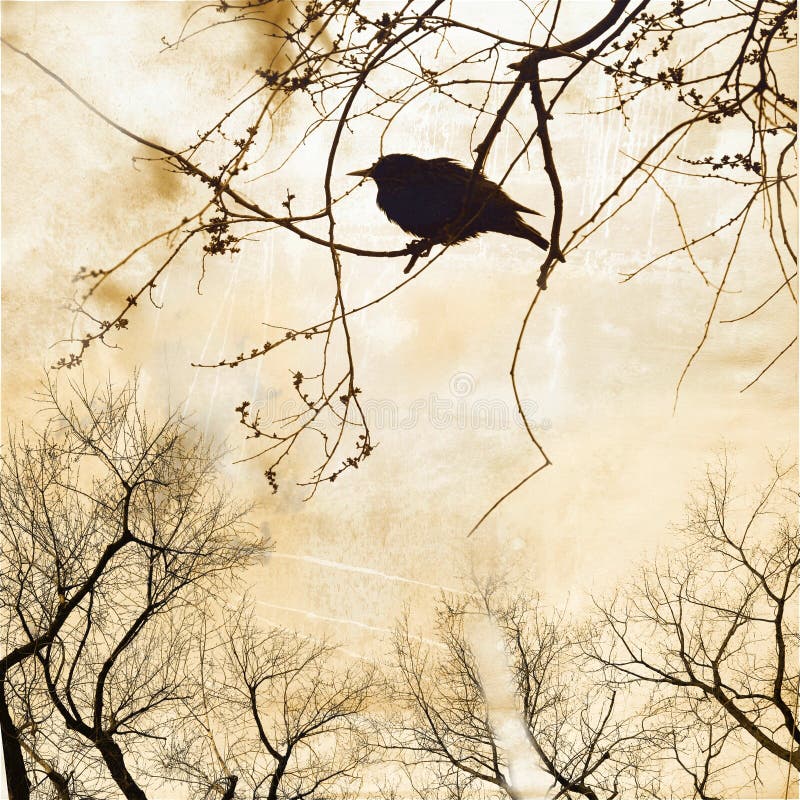 Silhouet van Robin op naakte boom stock afbeeldingen Silhouet van Robin op naakte boom stock afbeeldingen